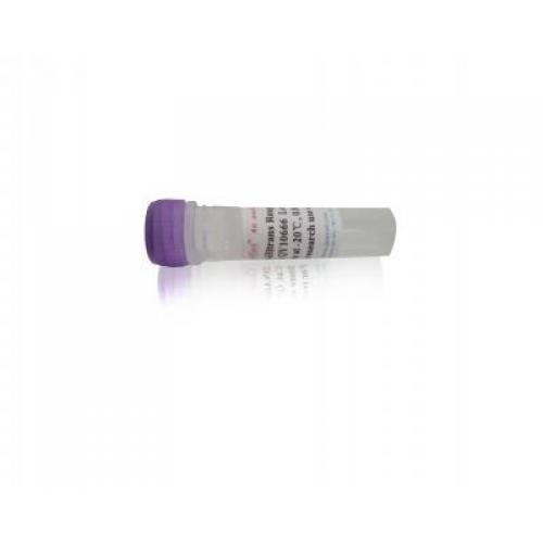 ViTrans Transfection Reagent