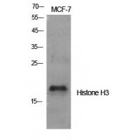 Histone H3 Rabbit pAb