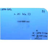 GAPDH-biotin Mouse mAb