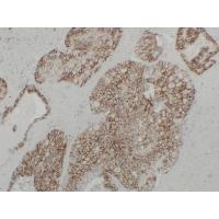 KSP-Cadherin Monoclonal Antibody PT0161