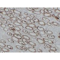 KSP-Cadherin Monoclonal Antibody PT0161