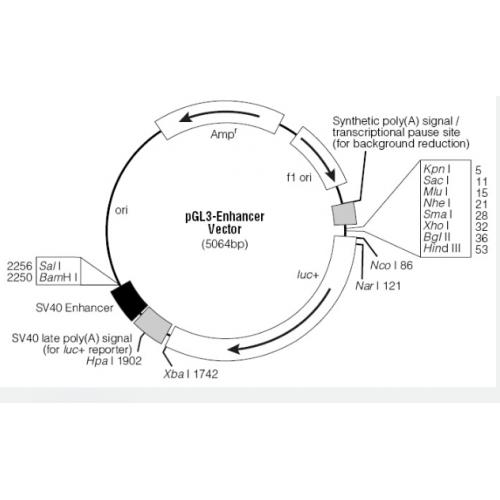 pGL3-Enhancer