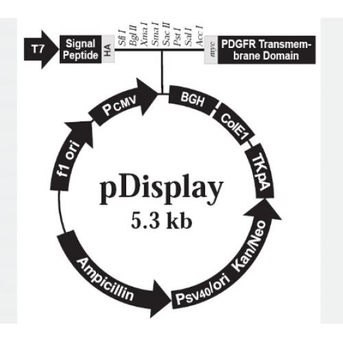 pDisplay