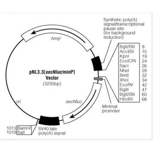 pNL3.3