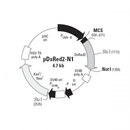 pDsRed2-N1