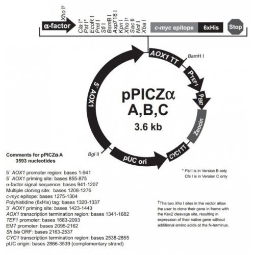 pPICZα A