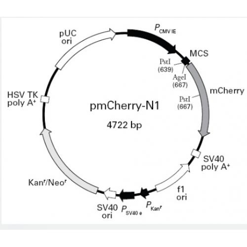 pmCherry-N1