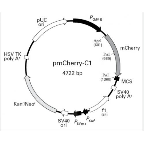 pmCherry-C1