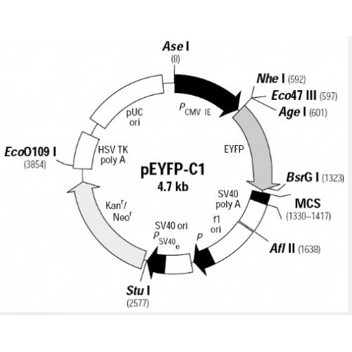 pEYFP-C1