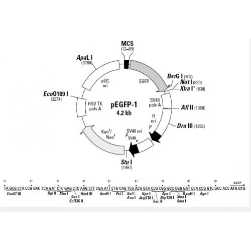 pEGFP-1