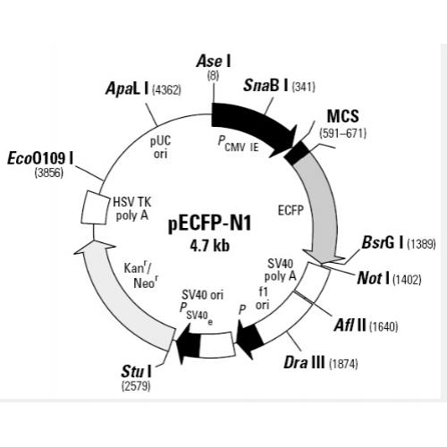 pECFP-N1