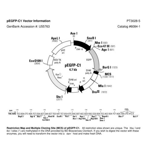 pEBFP-C1