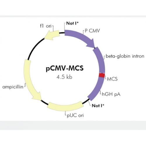 pCMV-MCS