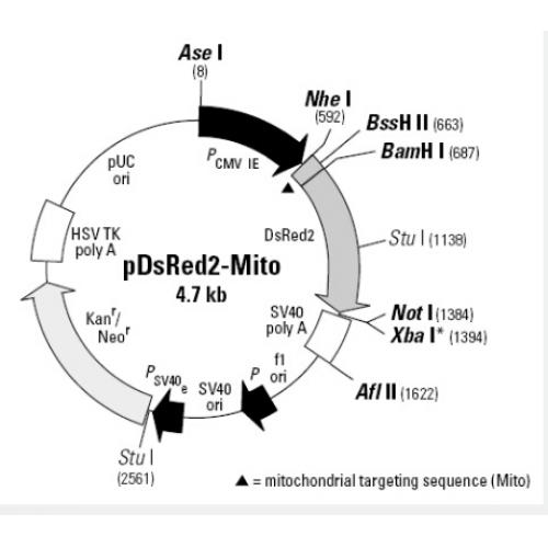pDsRED2-Mito