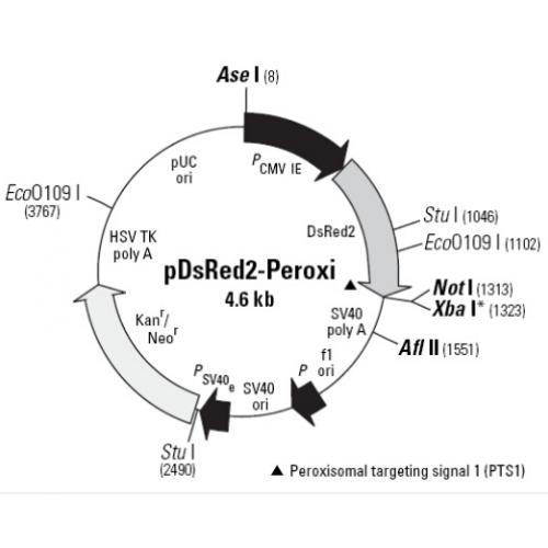 pDsRED2-Peroxi