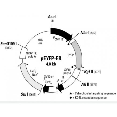 pEYFP-ER