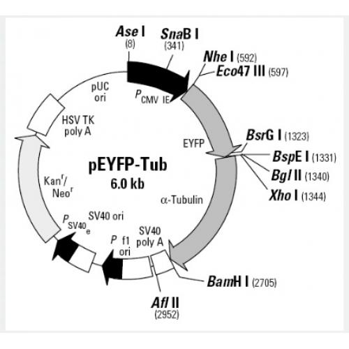 pEYFP-Tub