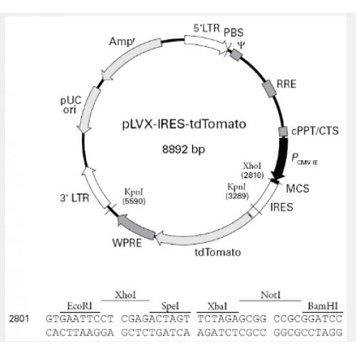 pLVX-IRES-td Tomato