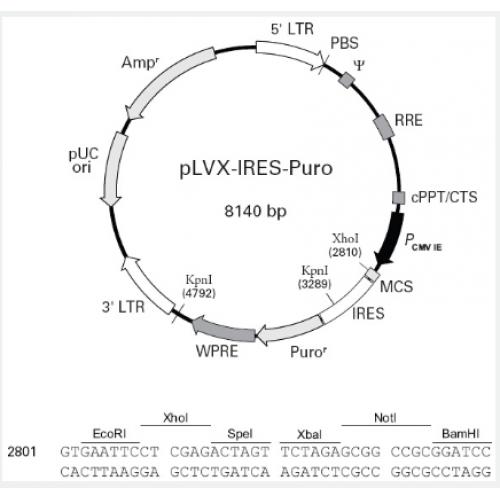 pLVX-IRES-puro