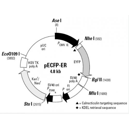 pECFP-ER