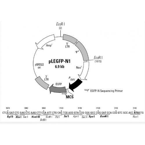 pLEGFP-N1