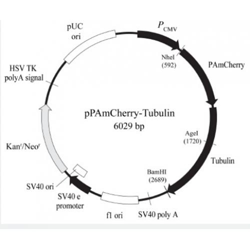 pPAmCherry-Tubulin