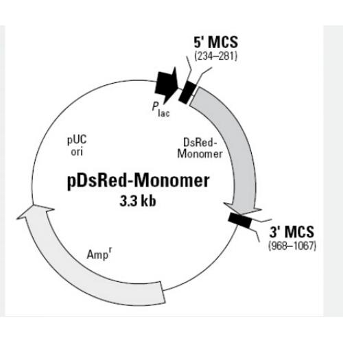 pDsRed-Monomer
