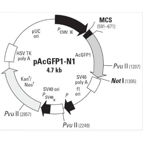pAcGFP1-N1