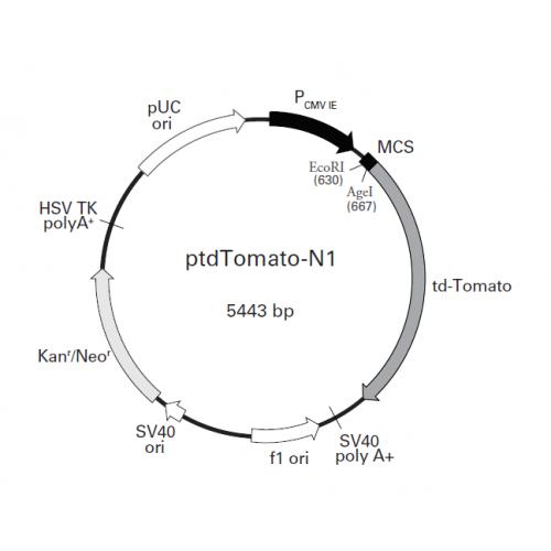 ptdTomato-N1