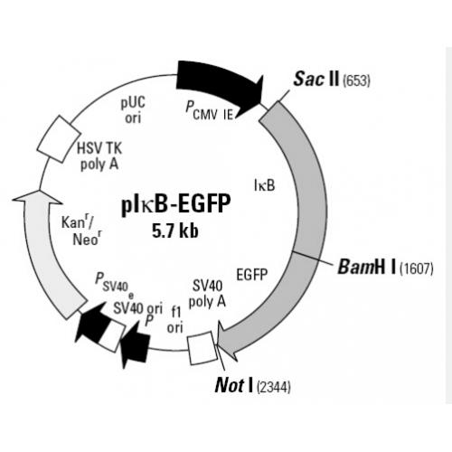 pIκB-EGFP