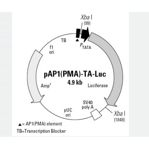 pAP1PMA-TA-Luc