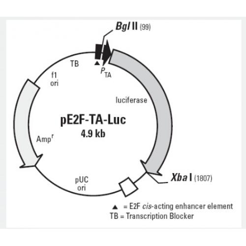 pE2F-TA-Luc