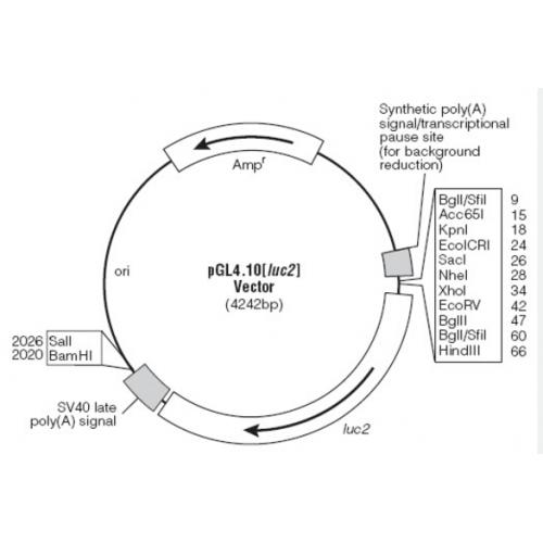 pGL4.10[luc2] 载体