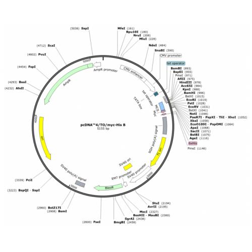 pcDNA4/TO/Myc-His B