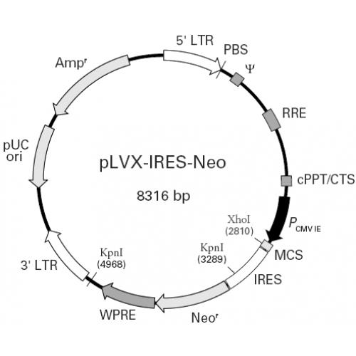 pLVX-IRES neo M