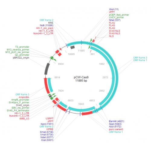 pCW-cas9