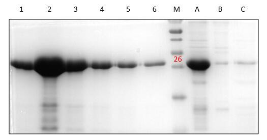 His-标签蛋白纯化（Ni-NTA柱法）试剂盒（变性）His-labeled protein Purification NI-NTA column kit Denaturing
