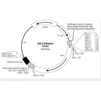 pGL3-Enhancer