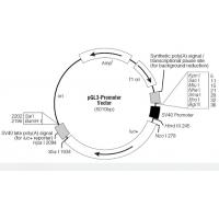 pGL3-Promoter