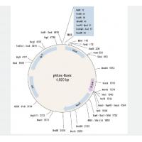 pGluc-basic