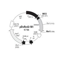 pDsRed2-N1