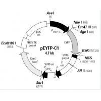 pEYFP-C1