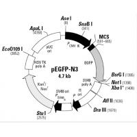 pEGFP-N3