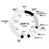 pEGFP-C3