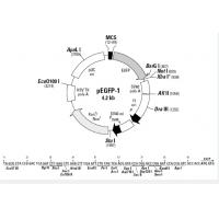 pEGFP-1
