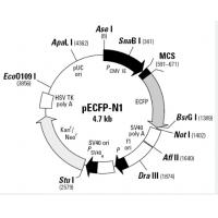 pECFP-N1
