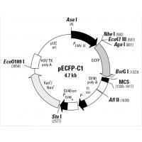 pECFP-C1