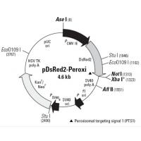 pDsRED2-Peroxi