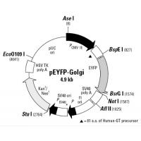 pEYFP-Golgi