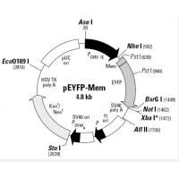 pEYFP-Mem